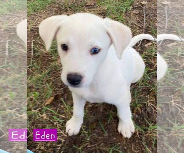 Medium Photo #2 Siberian Husky-Unknown Mix Puppy For Sale in Alexander, AR, USA