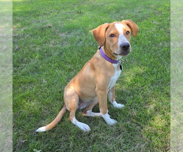 Medium Photo #6 Mutt Puppy For Sale in Crystal, MN, USA