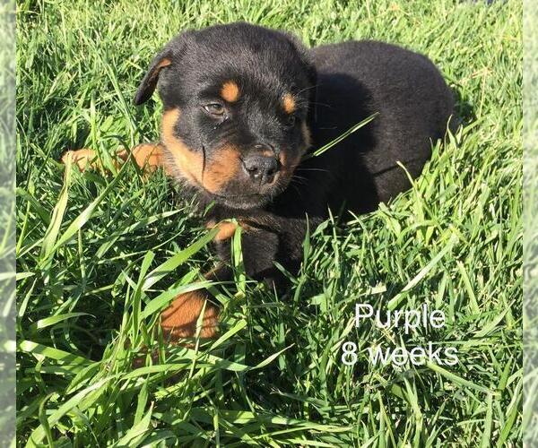 Medium Photo #4 Rottweiler Puppy For Sale in VICTORVILLE, CA, USA