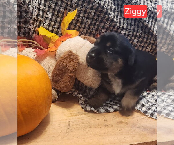 Medium Photo #1 Dachshund-Unknown Mix Puppy For Sale in Los Angeles, CA, USA