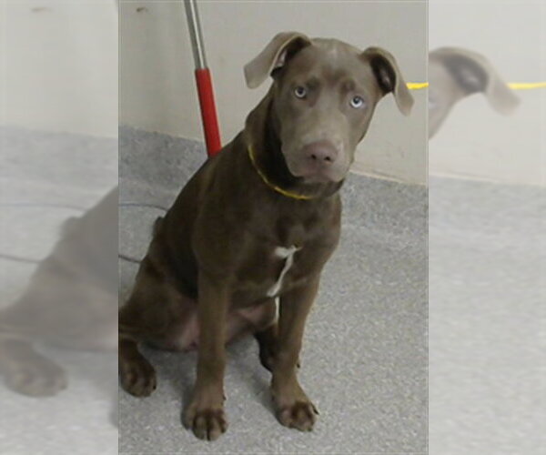 Medium Photo #1 Unknown-Weimaraner Mix Puppy For Sale in Pasadena, TX, USA