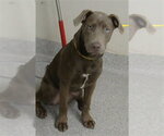 Small Weimaraner Mix