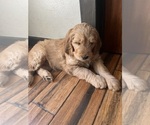 Small Photo #8 Goldendoodle Puppy For Sale in FORT COLLINS, CO, USA