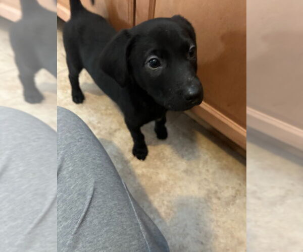 Medium Photo #2 Shepradors Puppy For Sale in Minneapolis, MN, USA