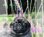 Small Photo #7 Pug Puppy For Sale in CANTON, CT, USA