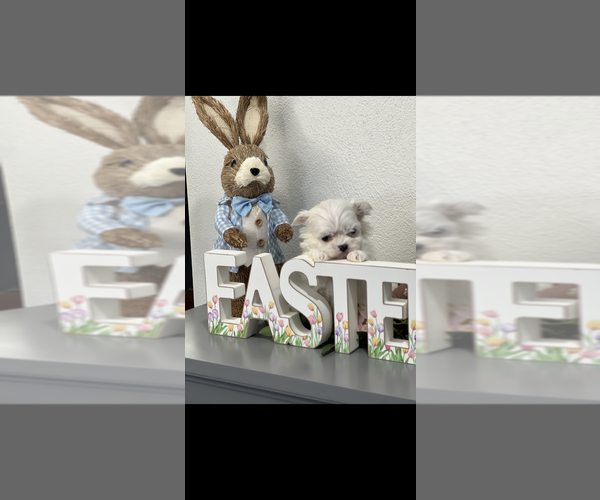 Medium Photo #3 Maltese Puppy For Sale in NILES, MI, USA