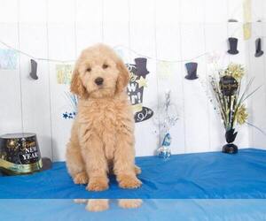 Goldendoodle Puppy for sale in MOUNT VERNON, OH, USA