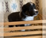 Small #9 Shetland Sheepdog