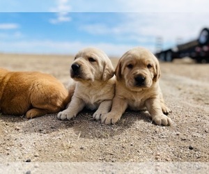 Golden Labrador Puppy for sale in COLORADO SPRINGS, CO, USA