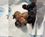 Litter of 10 - Male(s) and Female(s) Cane CorsoLitter of Puppies for Sale - Photo #24