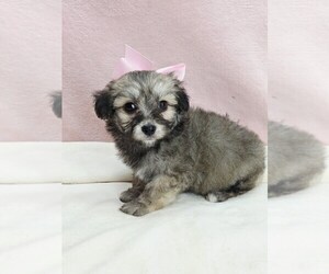 Maltipoo (Miniature) Puppy for sale in TAYLOR, TX, USA