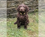 Puppy Maverick Boykin Spaniel