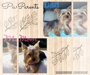 Father of the Yorkshire Terrier puppies born on 11/22/2025