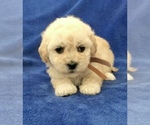 Small Photo #20 Poodle (Toy) Puppy For Sale in SAFFORD, AZ, USA