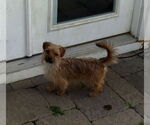 Small #3 Mutt