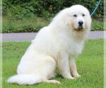 Small #1 Great Pyrenees
