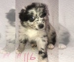 Small #7 Australian Shepherd