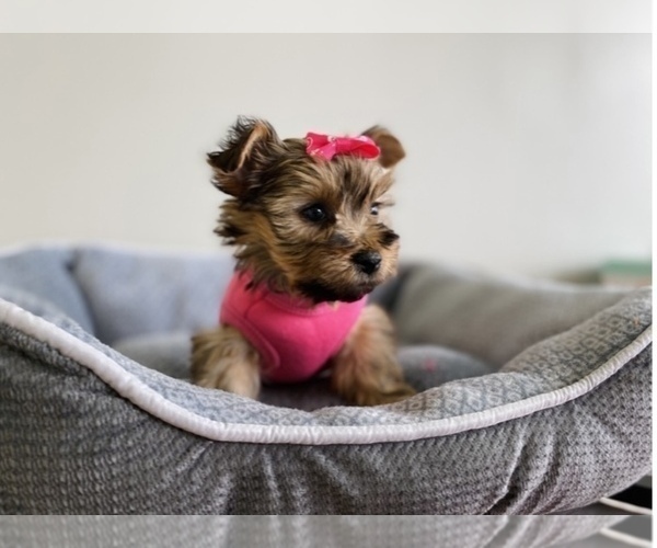 Medium Photo #1 Shorkie Tzu Puppy For Sale in JACKSON, MI, USA