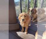 Small #16 Goldendoodle