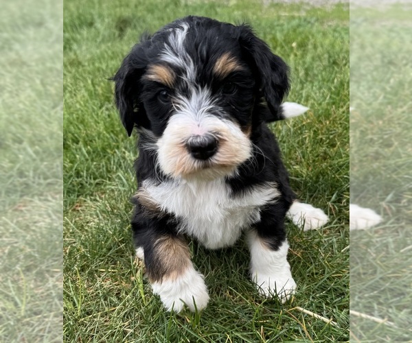 Medium Photo #8 Bernedoodle Puppy For Sale in LONGMONT, CO, USA