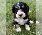 Small #7 Bernedoodle