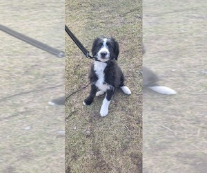 Goldendoodle-Miniature Bernedoodle Mix Puppy for sale in HART, MI, USA