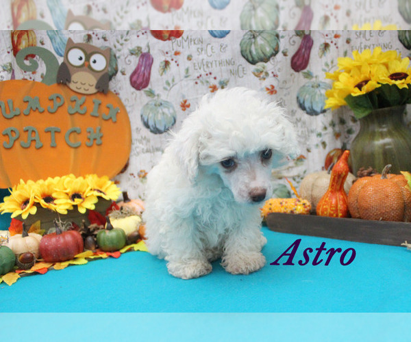 Full screen Photo #9 Poodle (Toy) Puppy For Sale in CHANUTE, KS, USA