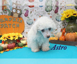 Small Photo #9 Poodle (Toy) Puppy For Sale in CHANUTE, KS, USA