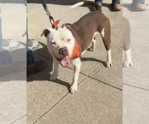 Jeremy - Male Mutt Dog for Adoption - Photo #4
