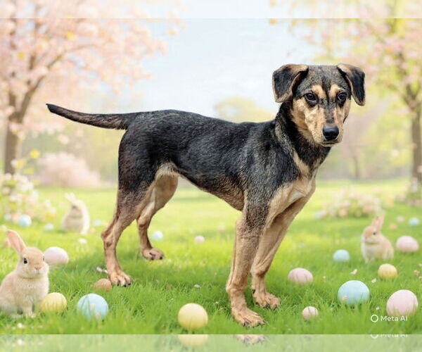 Medium Photo #3 Mutt Puppy For Sale in Talladega, AL, USA