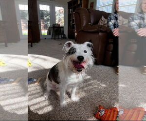 Mutt Dogs for adoption in Boise, ID, USA