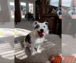 Small Mutt