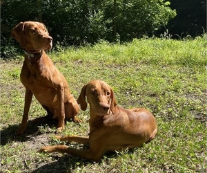 Father of the Vizsla puppies born on 06/02/2022