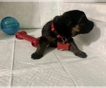 Small Photo #4 German Shepherd Dog Puppy For Sale in GRANDVIEW, MO, USA