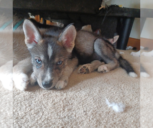 Medium Photo #3 Gerberian Shepsky Puppy For Sale in EDMORE, MI, USA