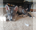 Small #2 Gerberian Shepsky