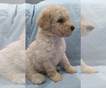 Small Photo #1 Labradoodle Puppy For Sale in JEFFERSONTOWN, KY, USA