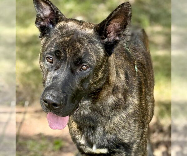 Medium Photo #2 Siberian Husky-Unknown Mix Puppy For Sale in Cranford, NJ, USA