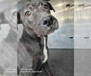 American Staffordshire Terrier Dogs for adoption in San Antonio, TX, USA
