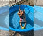 Small #2 German Shepherd Dog Mix