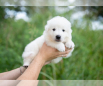 Small Photo #17 Great Pyrenees Puppy For Sale in CONWAY, MO, USA