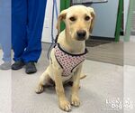 Small #1 Labrador Retriever-Retriever  Mix