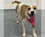 Small #19 American Pit Bull Terrier Mix