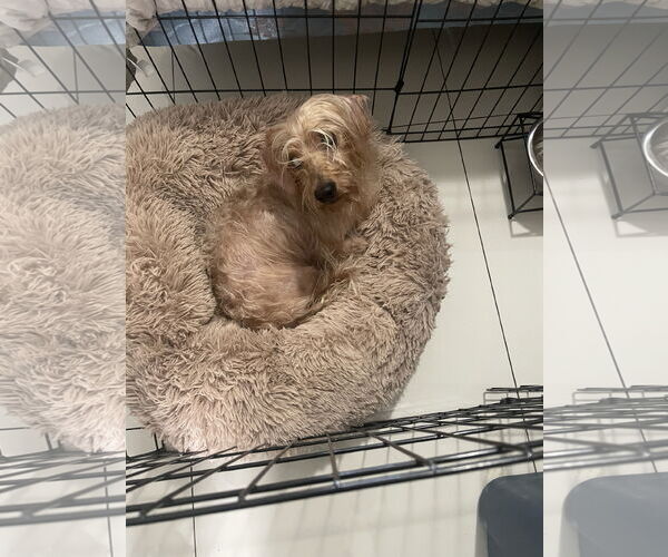 Medium Photo #6 Dachshund Puppy For Sale in Fruitland, SC, USA