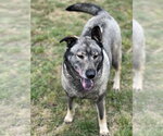 Freida - Female Norwegian Elkhound Dog for Adoption - Small photo