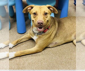 Mutt Dogs for adoption in Naples, FL, USA