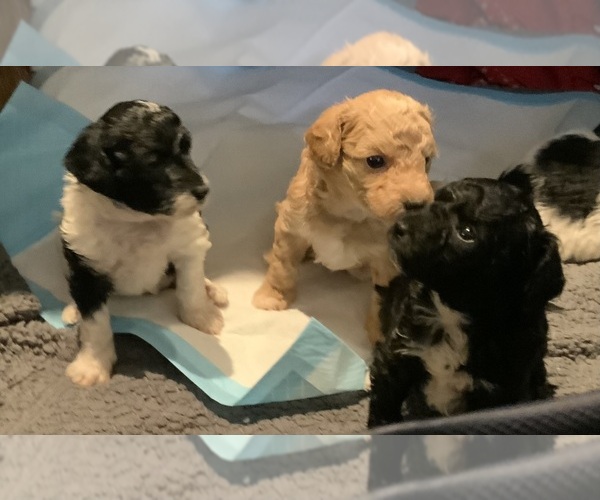 Medium Photo #18 Goldendoodle mix (+ Poodle Miniature) Puppy For Sale in MANTECA, CA, USA