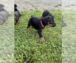 Small #4 Doberman Pinscher