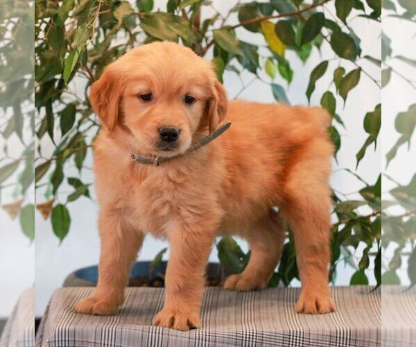 Medium Photo #4 Golden Retriever Puppy For Sale in LITITZ, PA, USA