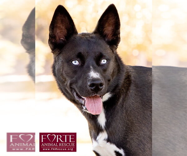 Medium Photo #12 Border Collie-Siberian Husky Mix Puppy For Sale in Marina del Rey, CA, USA